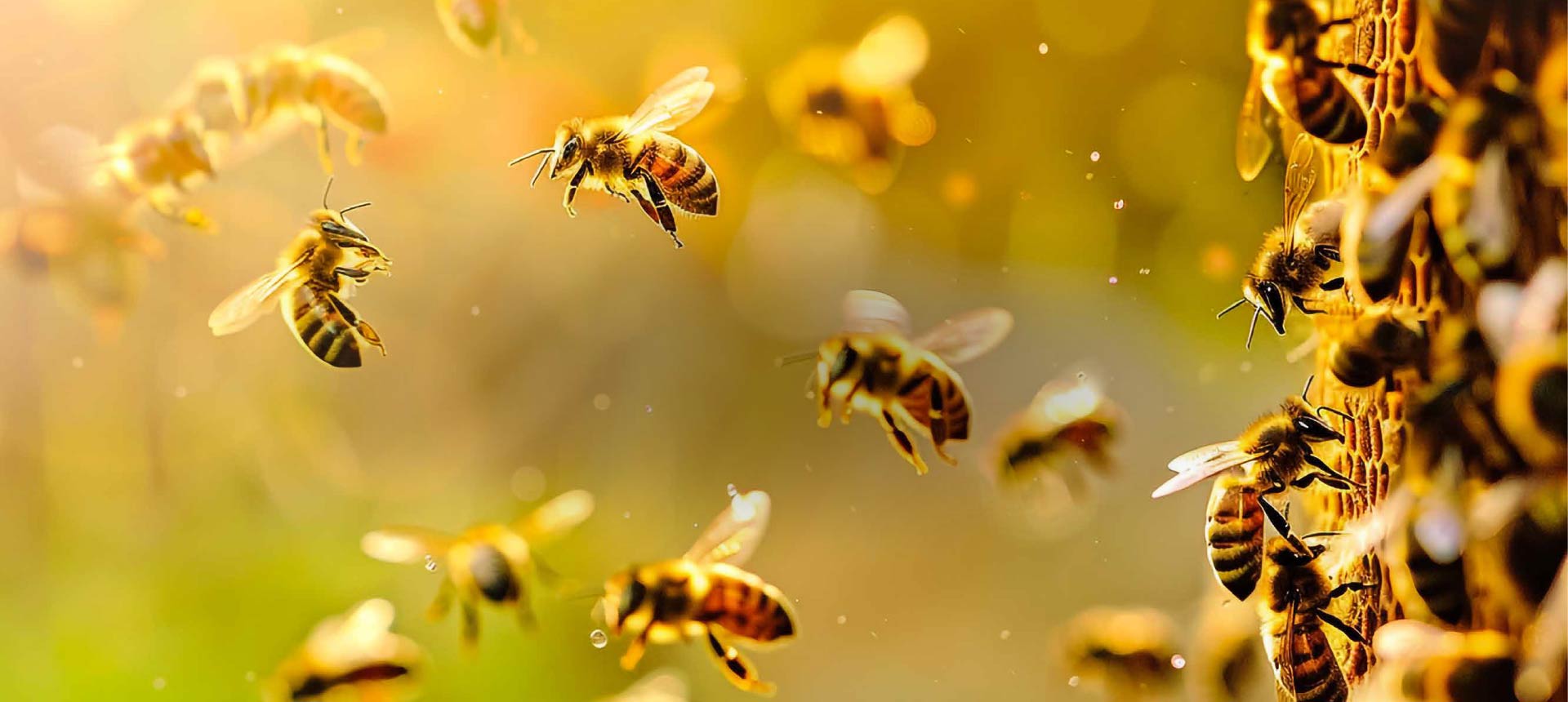 slide1-bees-00